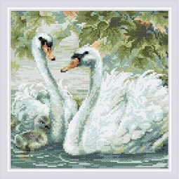 White Swans 