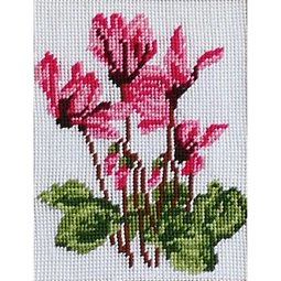 Echinacea