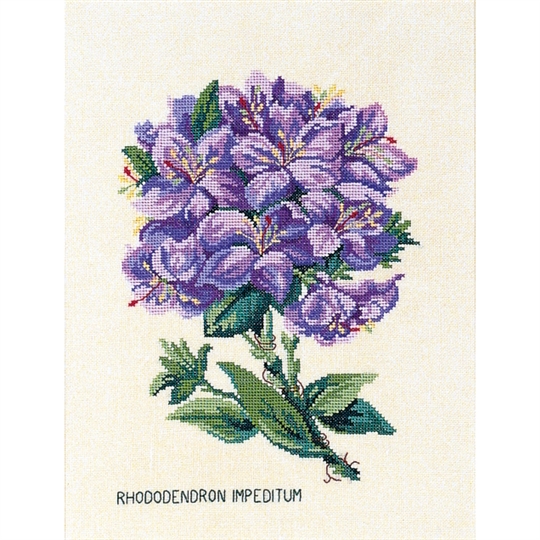 Rhododendron